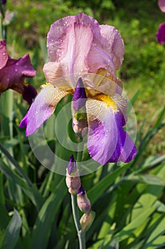 Iris flowers with raindrops