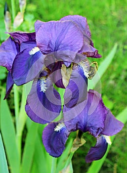 Iris flowers