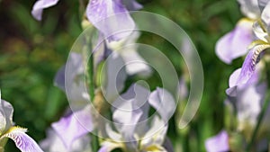 Iris flowers swing in the wind macro. A narrow zone of sharpness.