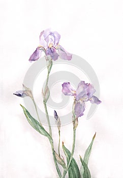 Iris flowers watercolor painting