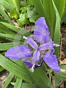 Iris in full bloom in spring