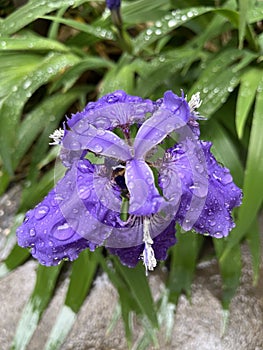 Iris in full bloom in spring