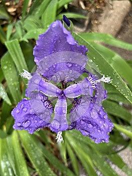 Iris in full bloom in spring