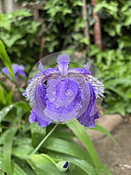 Iris in full bloom in spring