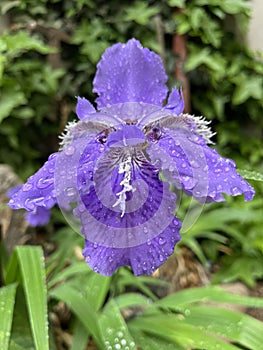 Iris in full bloom in spring