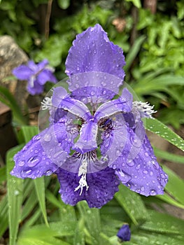 Iris in full bloom in spring