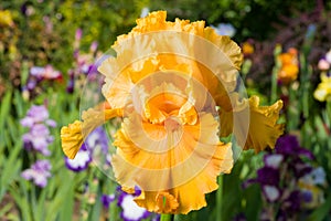 Iris on garden background