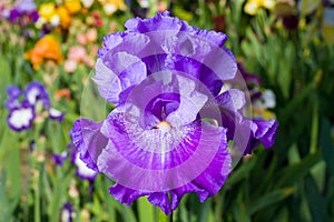 Iris on garden background