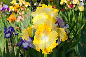 Iris on garden background