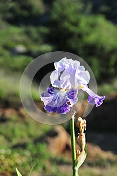 Iris Garden Series - Blue bearded iris Making Time