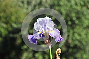 Iris Garden Series - Blue bearded iris Making Time