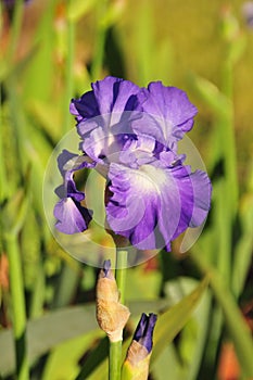 Iris Garden Series - Blue bearded iris with white signal City Lights