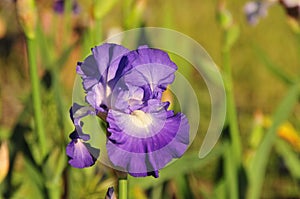 Iris Garden Series - Blue bearded iris with white signal City Lights