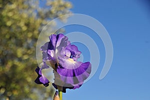 Iris Garden Series - Blue bearded iris with white signal City Lights