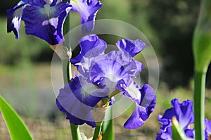 Iris Garden Series - Blue bearded iris with white signal City Lights