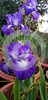 Iris Garden Series - Blue bearded iris with white signal City Lights.