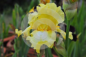 Iris Garden Series - Bright Yellow bearded iris Arizona Citrus