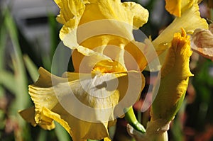 Iris Garden Series - Bright Yellow bearded iris Arizona Citrus