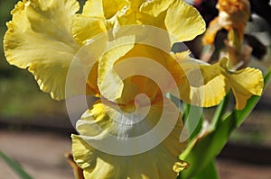 Iris Garden Series - Bright Yellow bearded iris Arizona Citrus