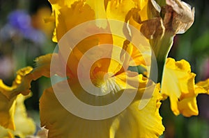 Iris Garden Series - Bright Yellow bearded iris Arizona Citrus