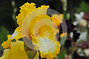 Iris Garden Series - Bright Yellow bearded iris That`s All Folks