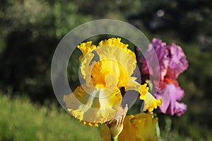 Iris Garden Series - Bright Yellow bearded iris That`s All Folks