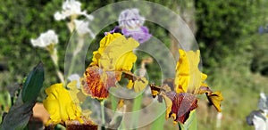 Iris Garden Series - Bright yellow with striped brown bearded iris Los Coyotes