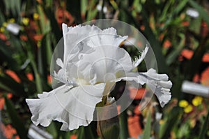 Iris Garden Series - Free Space white bearded iris