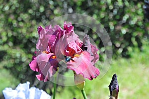 Iris Garden Series - Lady Friend red bearded iris