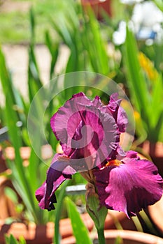 Iris Garden Series - Lady Friend red bearded iris