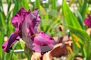 Iris Garden Series - Lady Friend red bearded iris