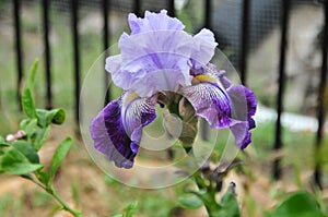 Iris Garden Series - Lavender with Dark Purple bearded iris Total Obsession