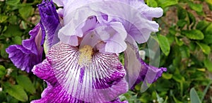 Iris Garden Series - Lavender with Dark Purple bearded iris Total Obsession