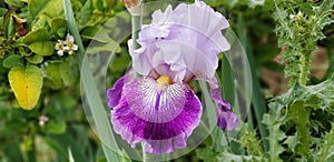 Iris Garden Series - Lavender with Dark Purple bearded iris Total Obsession