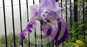 Iris Garden Series - Lavender with Dark Purple bearded iris Total Obsession