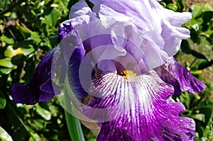 Iris Garden Series - Lavender with Dark Purple bearded iris Total Obsession