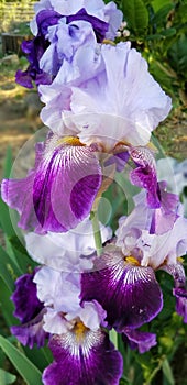 Iris Garden Series - Lavender with Dark Purple bearded iris Total Obsession