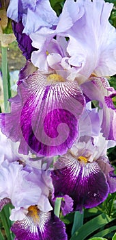 Iris Garden Series - Lavender with Dark Purple bearded iris Total Obsession