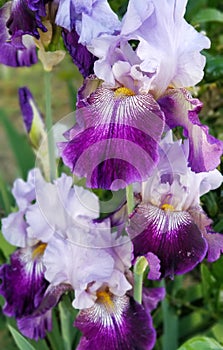 Iris Garden Series - Lavender with Dark Purple bearded iris Total Obsession