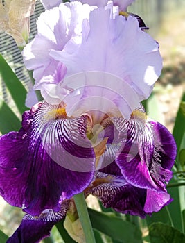 Iris Garden Series - Lavender with Dark Purple bearded iris Total Obsession