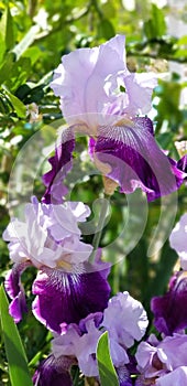 Iris Garden Series - Lavender with Dark Purple bearded iris Total Obsession