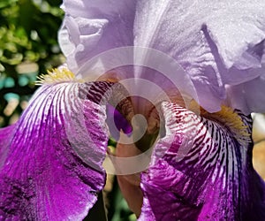 Iris Garden Series - Lavender with Dark Purple bearded iris Total Obsession