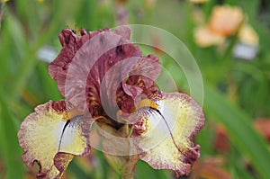 Iris Garden Series - Maroon with Yellow plicata reblooming bearded iris Burgundy Brown