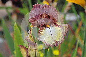 Iris Garden Series - Maroon with Yellow plicata reblooming bearded iris Burgundy Brown