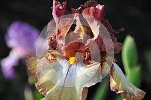 Iris Garden Series - Maroon with Yellow plicata reblooming bearded iris Burgundy Brown