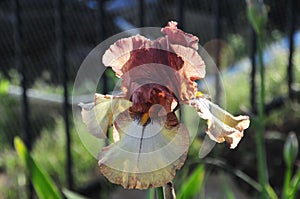 Iris Garden Series - Maroon with Yellow plicata reblooming bearded iris Burgundy Brown