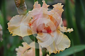 Iris Garden Series - Peach bearded iris April Jewel