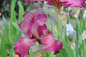 Iris Garden Series -Red bearded iris Lady Friend