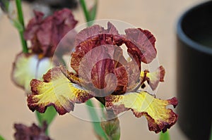 Iris Garden Series - Red and Yellow space age bearded iris Clown Around