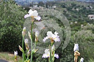 Iris Garden Series -White with Blue Rim bearded iris Revere